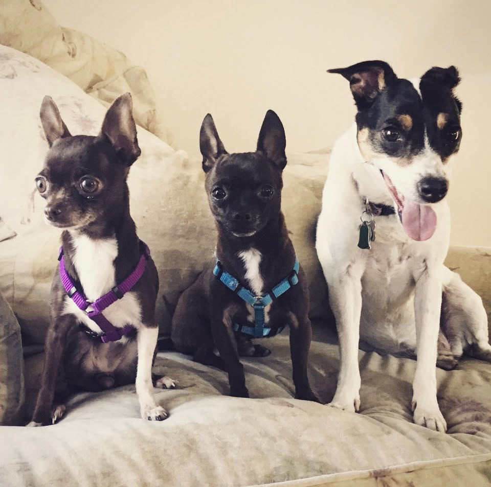 PawParazzi Jacksonville NC