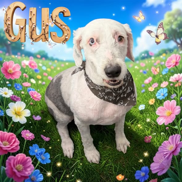 PawParazzi Jacksonville NC gallery image 2