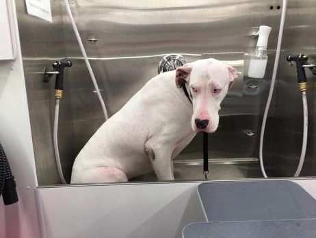 Large dog handled by Pawprint Boulevard Mobile Grooming