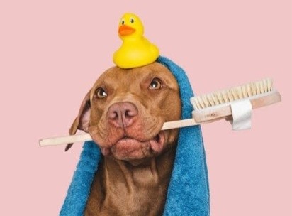 Paws Around Town Mobile Pet Grooming