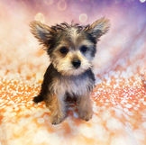 Groomed dog from Paws On The Go customer gallery