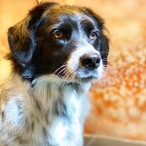 Freshly groomed dog from Paws On The Go gallery