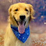 Styled dog from Paws On The Go mobile grooming gallery