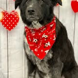 Dog after grooming at Paws on the Prairie