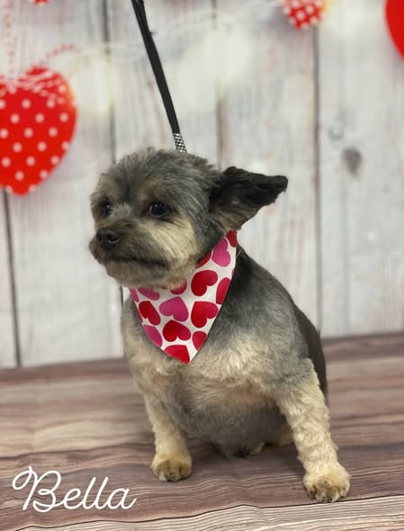 Valentine-themed groomed dog from Paws on the Prairie