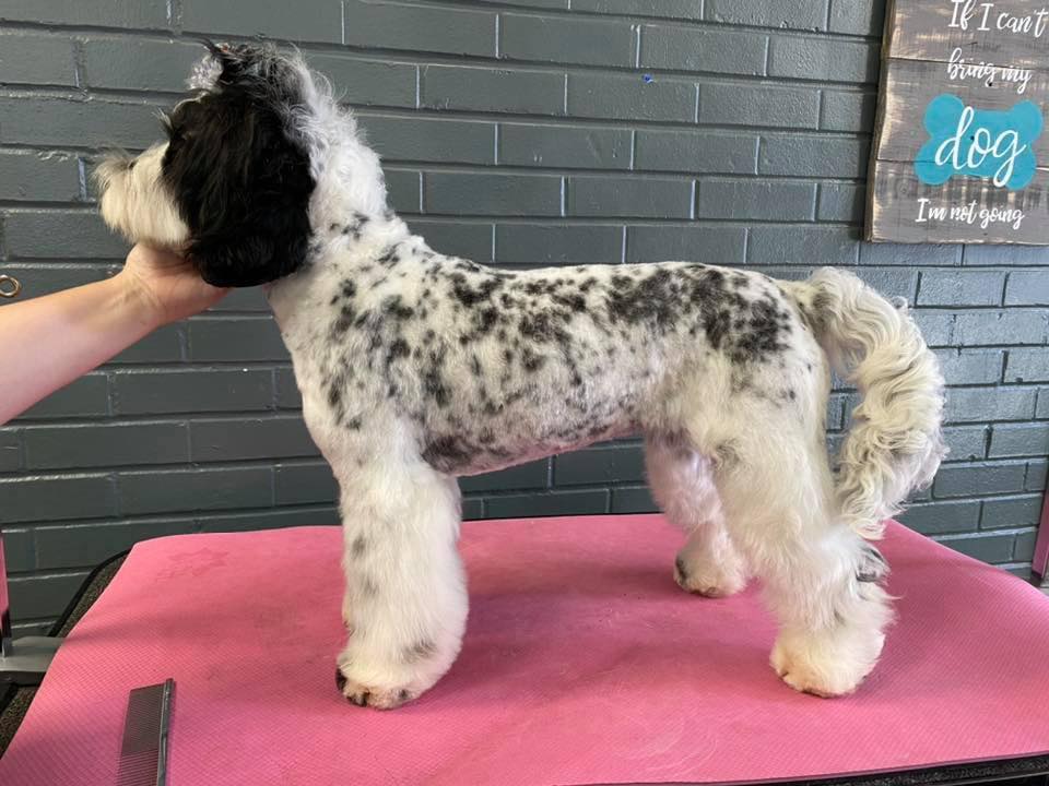 Paws & Reflect Pet Salon