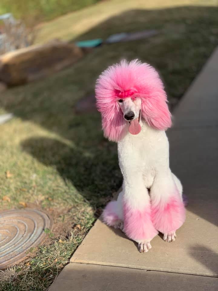 Official Pawsh Mobile Pet Spa page image