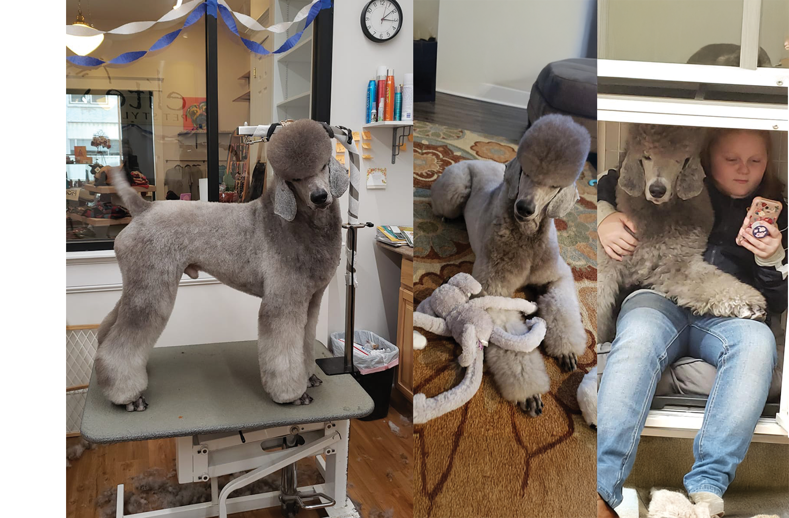 Pawsh Paws Mobile Spa