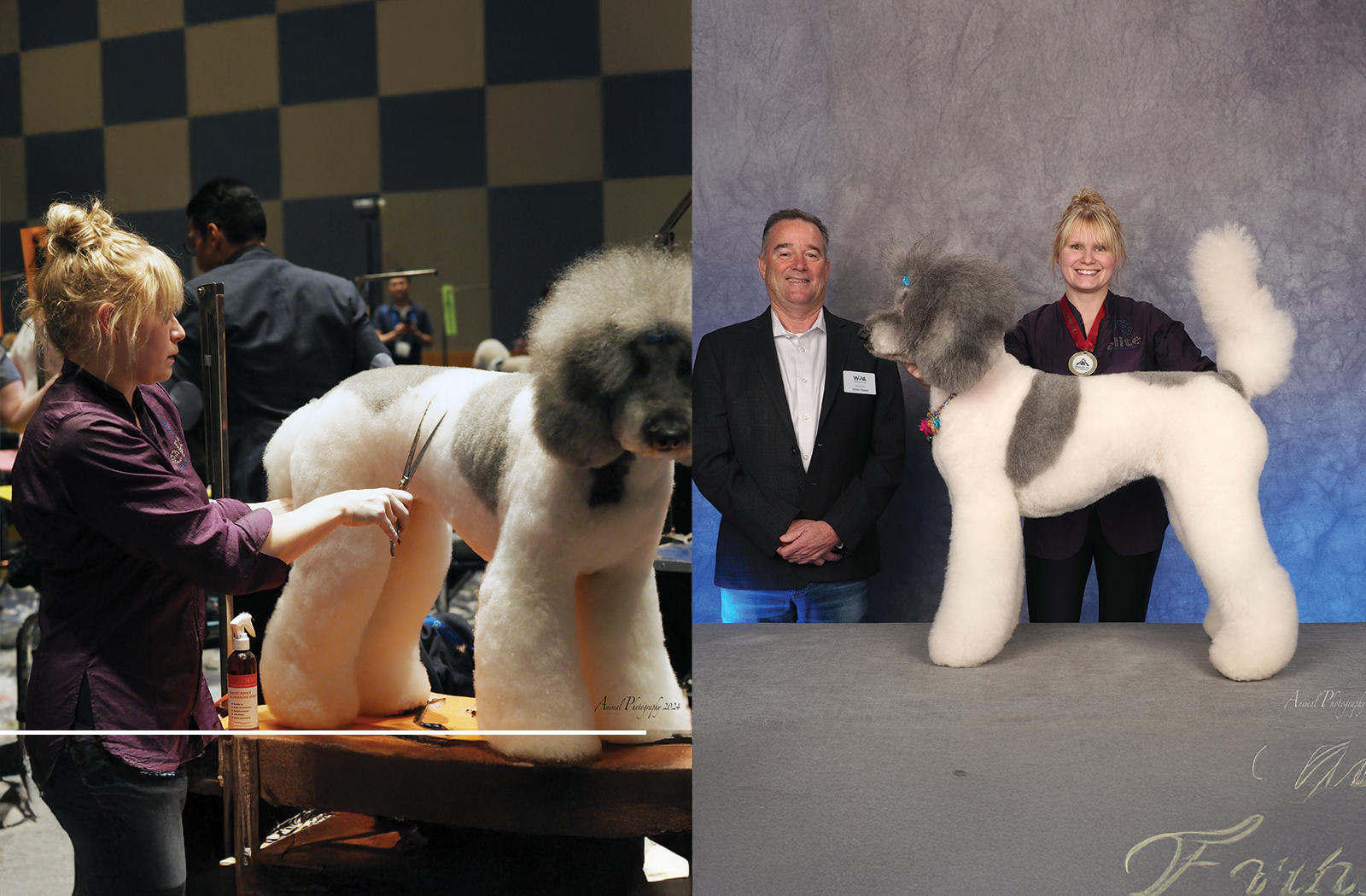 Pawsh Paws Mobile Spa promotional image