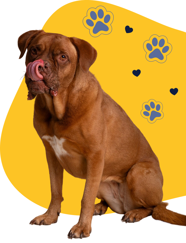 Dog featured on Pawsh Royal Spa website