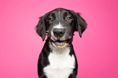 Pawsitively Picture Perfect Spa & Mobile Grooming