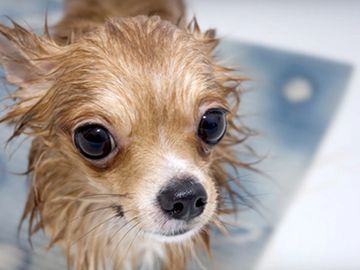 Small dog grooming example from Pawsitively Picture Perfect pricing page