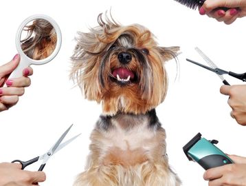 Full groom example from Pawsitively Picture Perfect pricing page