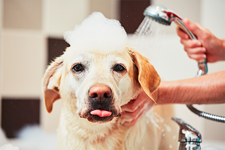 Dog being bathed at Pawsitively Purrfect