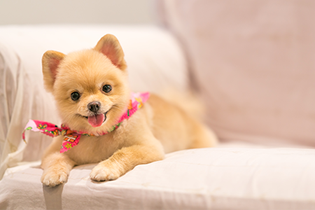 Freshly groomed dog at Pawsitively Purrfect