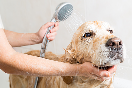 Dog being rinsed during grooming