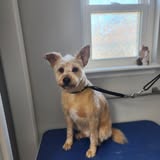 Groomed dog from Pawsome Luxuries LLC official Facebook photos