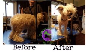 Grooming photo from Pawsome Styles by Nikh