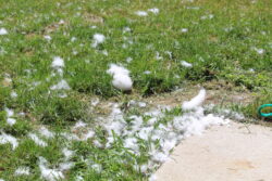 Deshedding-related pet photo from Pawsome Styles by Nikh