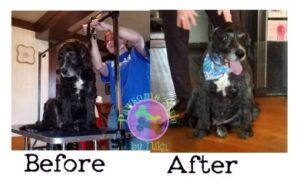 Haircut service photo from Pawsome Styles by Nikh