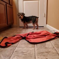 Bath and brushing service photo from Pawsome Styles by Nikh