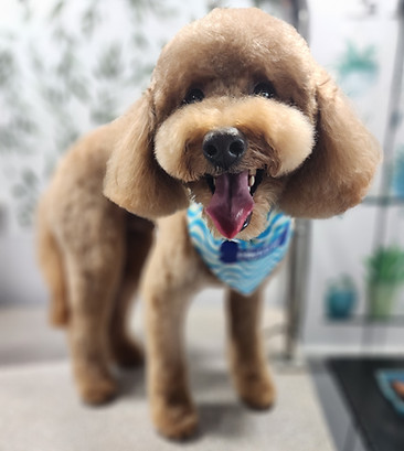 Miniature poodle after grooming