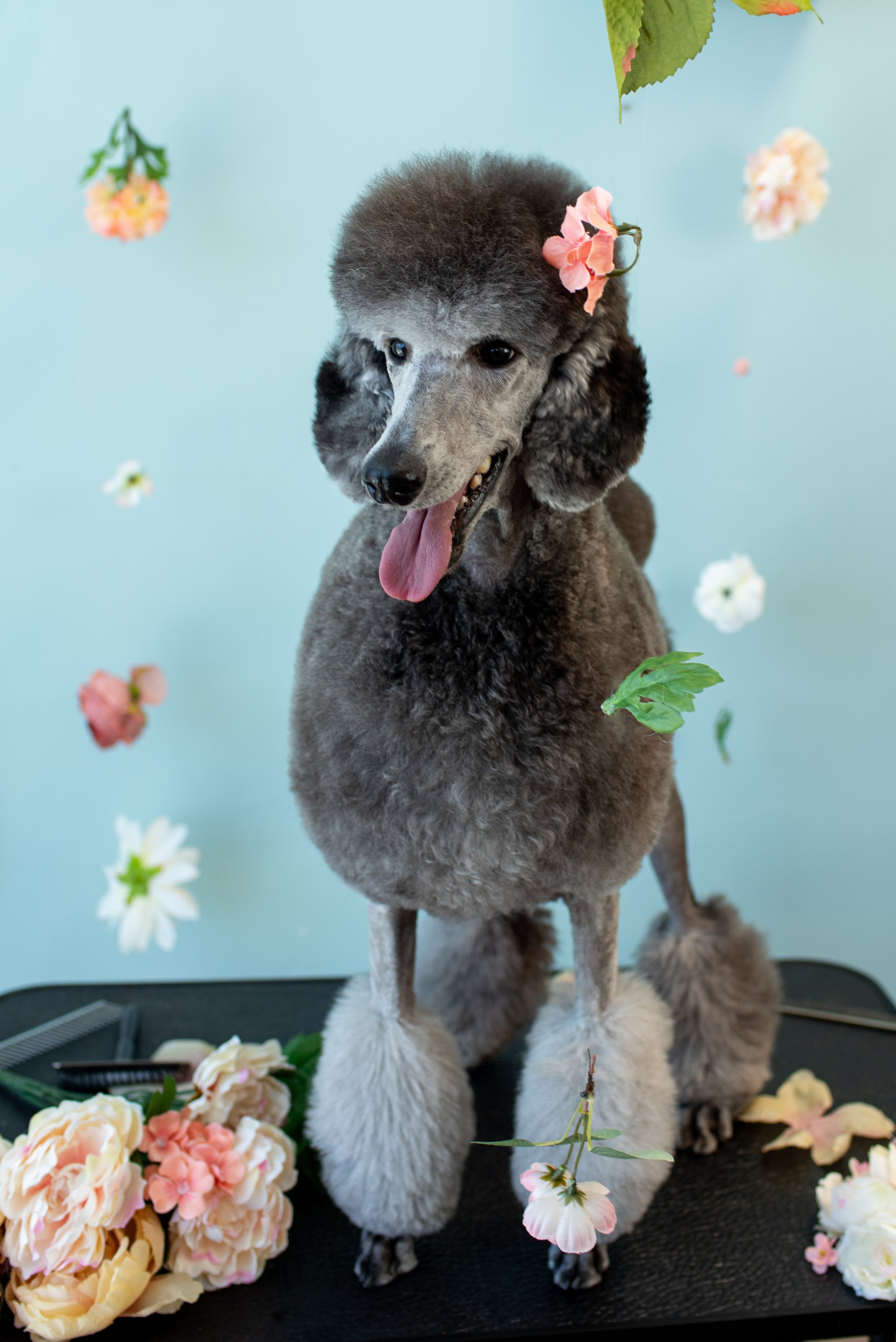 Freshly groomed poodle from Peace Love Dogs