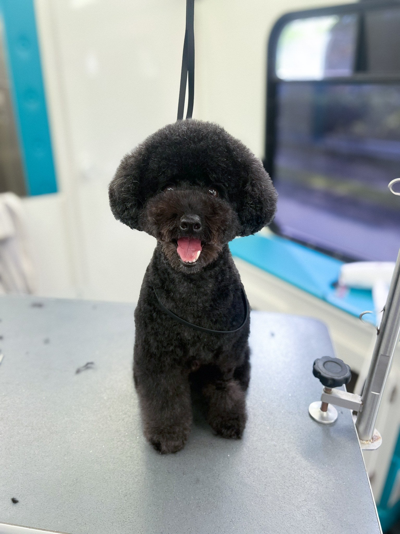 Freshly groomed black poodle