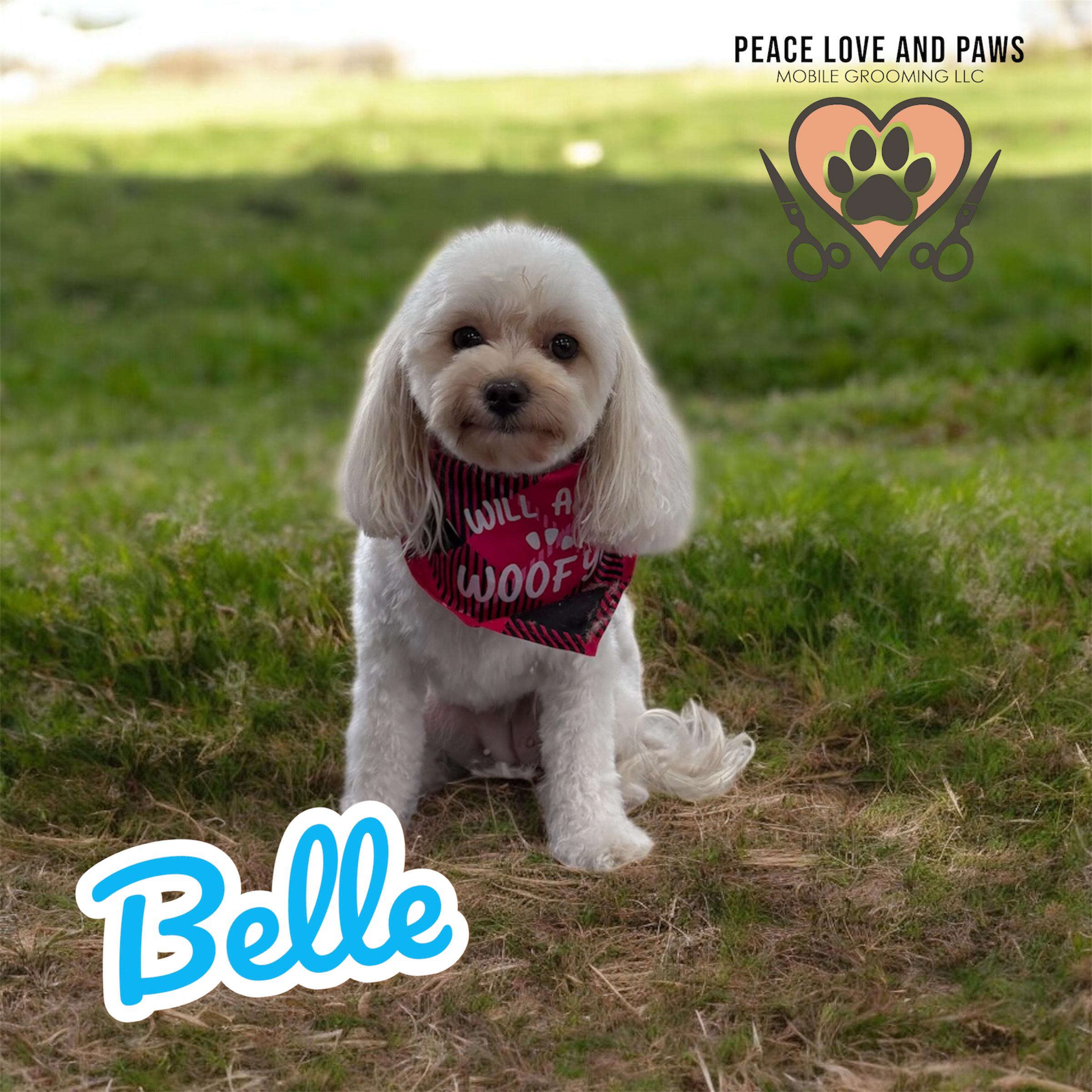 Dog grooming image from Peace Love&Paws Mobile Grooming