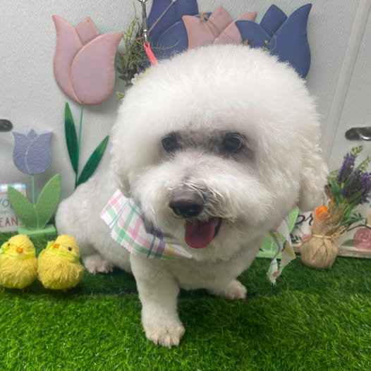 Pearl’s Mobile Dog Grooming