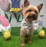 Dog after grooming by Pearl’s Mobile Dog Grooming