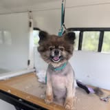 Recent Pee Dee Pampered Pets grooming photo