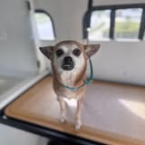 Additional Pee Dee Pampered Pets grooming image