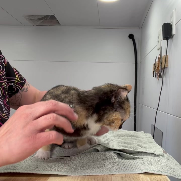 Pet Agree Mobile Grooming recent reel cover image