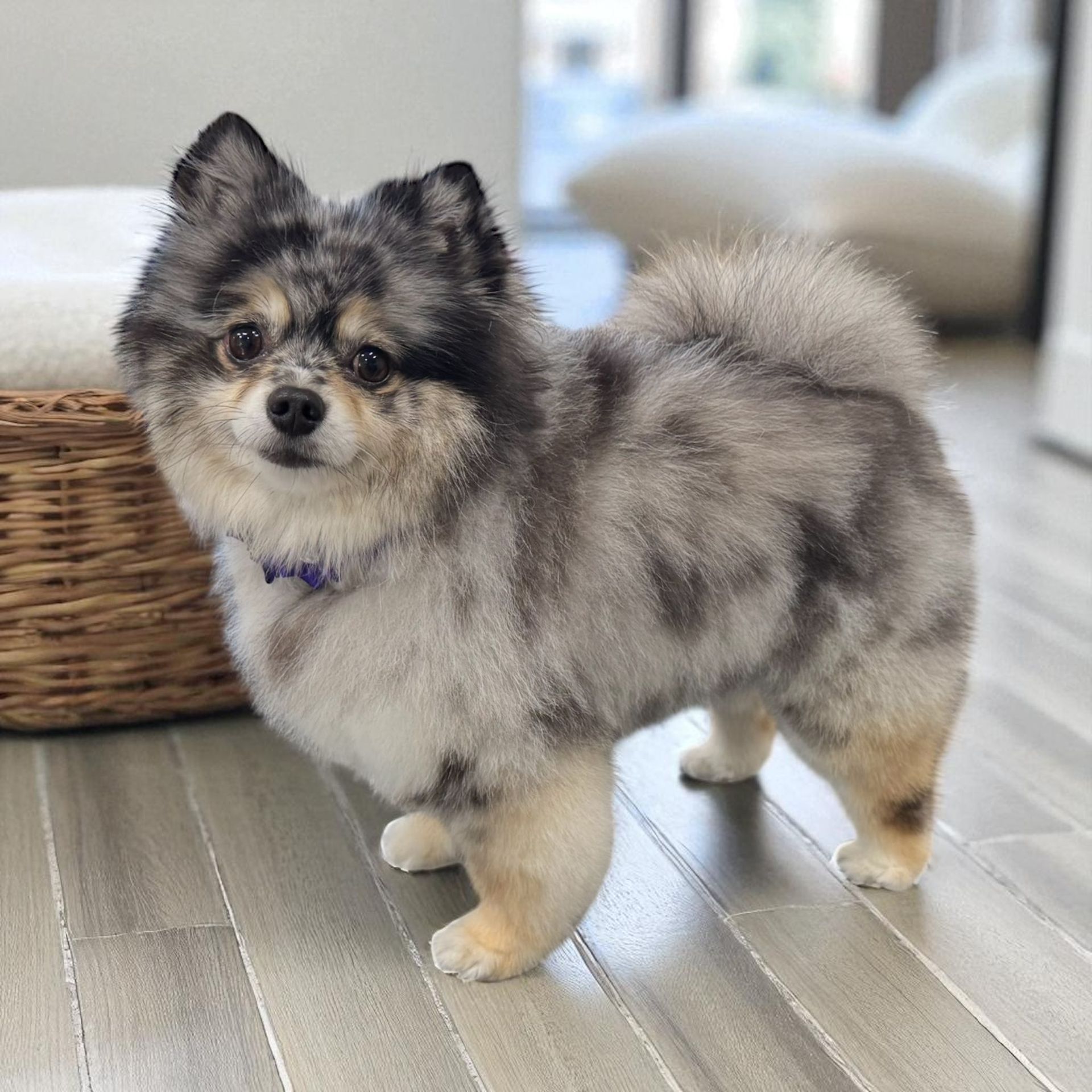 Black and white poodle after grooming