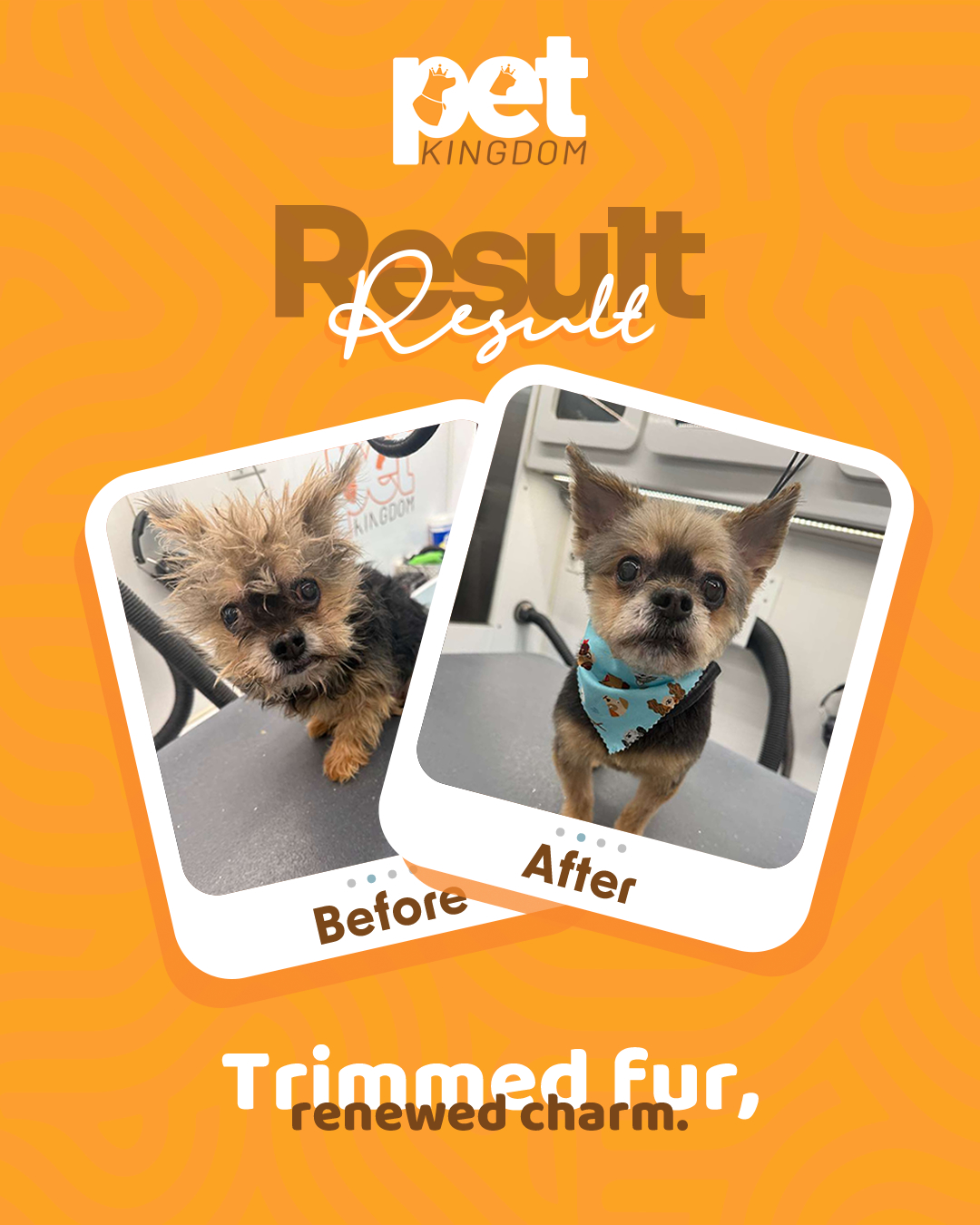 Dog grooming before and after by Pet Kingdom