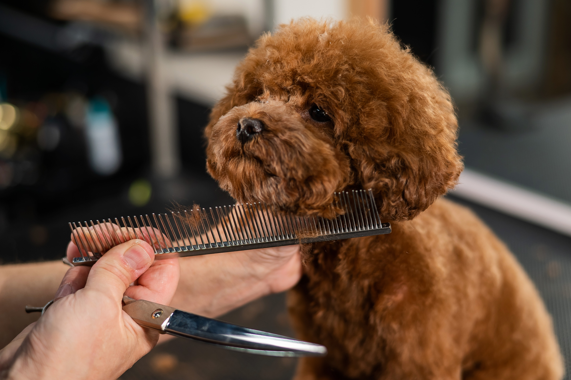 Dog being groomed by Pet Love staff