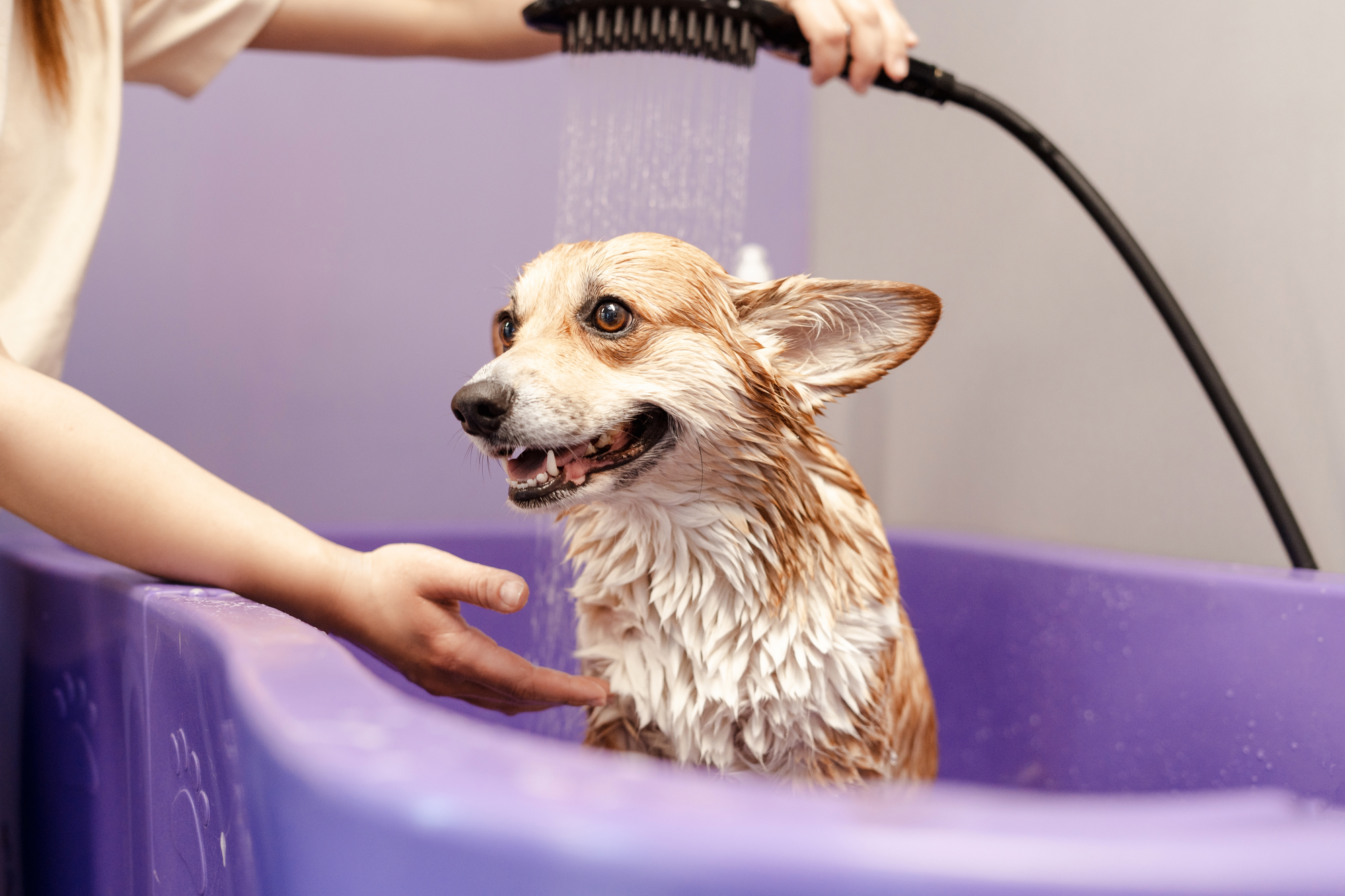 Dog being bathed during a Pet Love grooming appointment