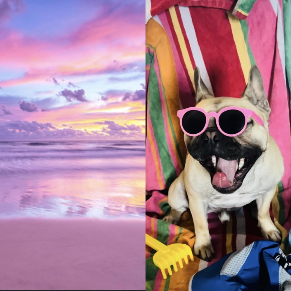 Pet Paradise Mobile Grooming profile image