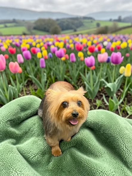 Recent groomed-pet photo from Pet Paradise Mobile Grooming