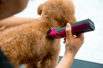 Petite Paws Mobile Spa