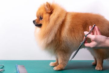 Dog being scissored for Petite Paws bath and tidy service