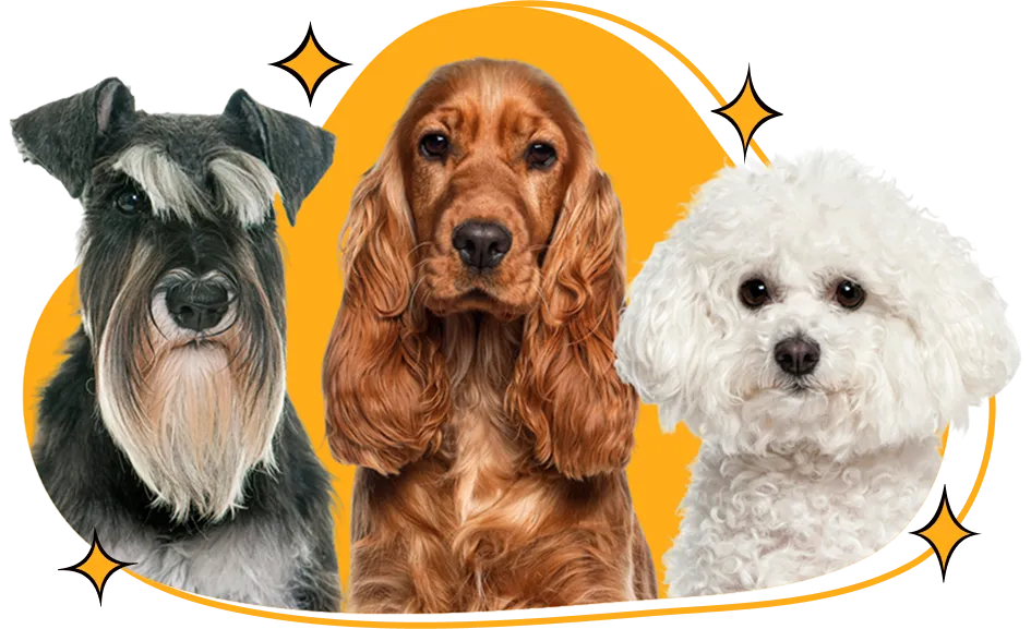 Petite Paws Mobile Spa