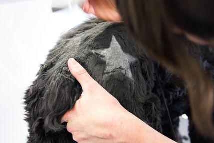 Groomed dog featured by Platinum Paws