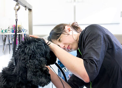 Platinum Paws mobile grooming van