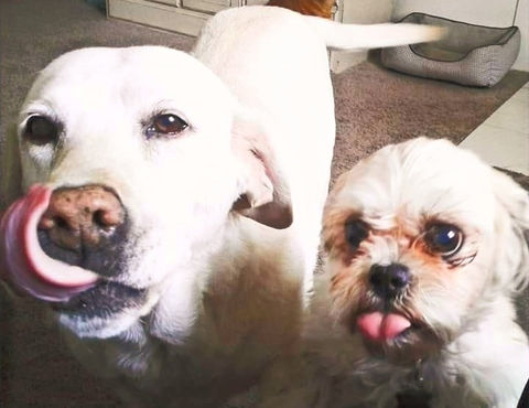 Dog photo from PNW Mobile Pet Services gallery