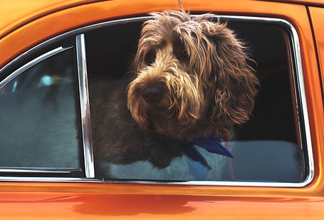 Pocket Pet Grooming mobile van