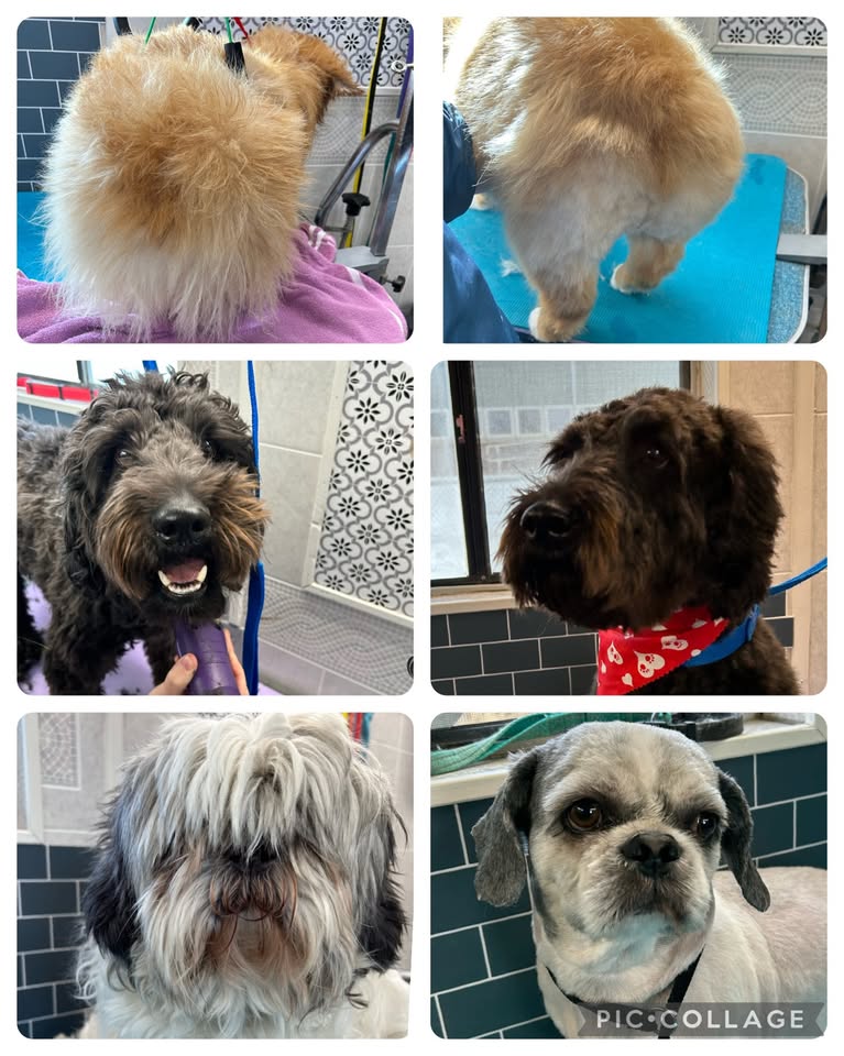 Pooch Perfect Mobile Grooming main business image