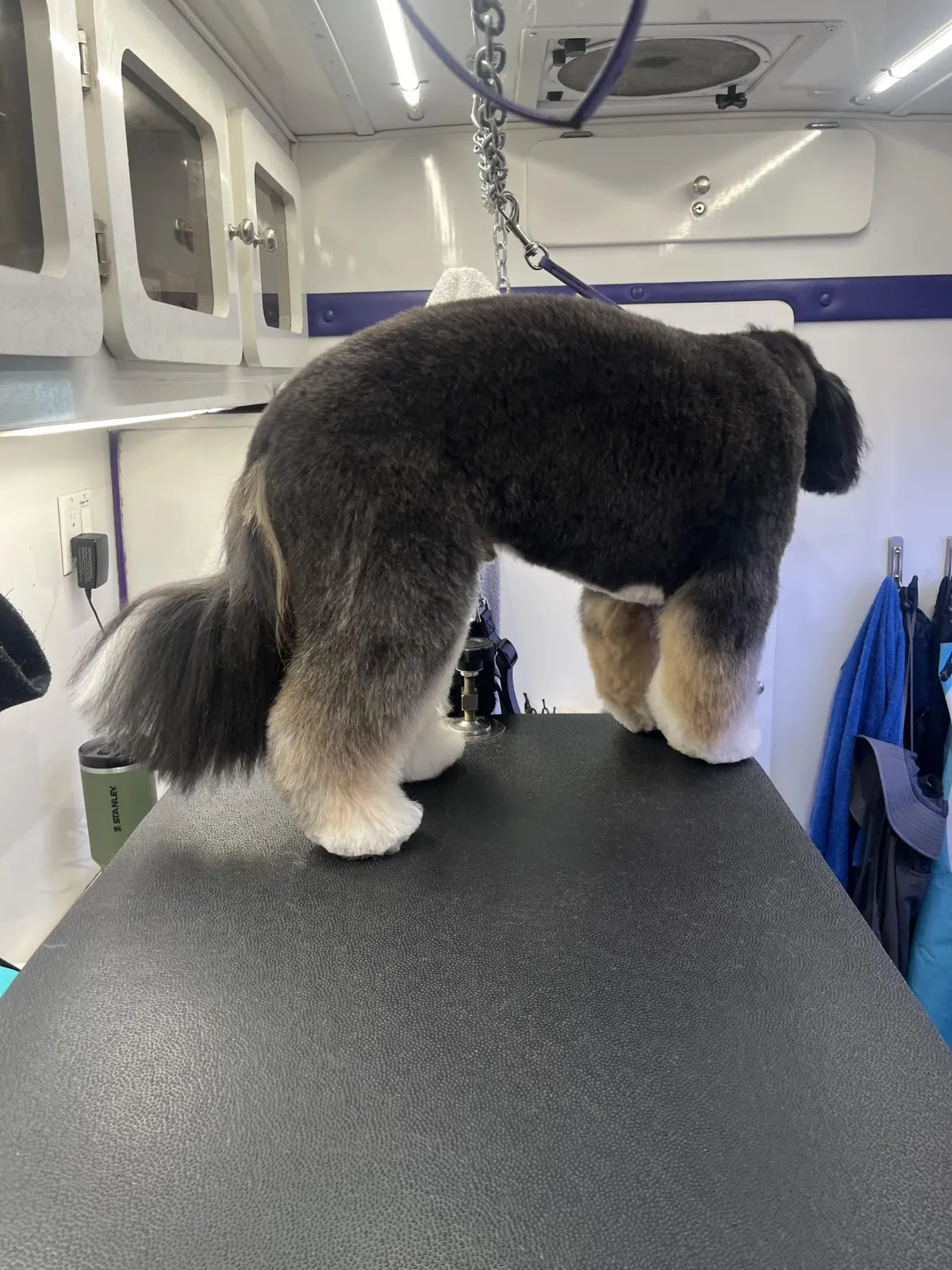 Dog grooming result from Pooch Wagon