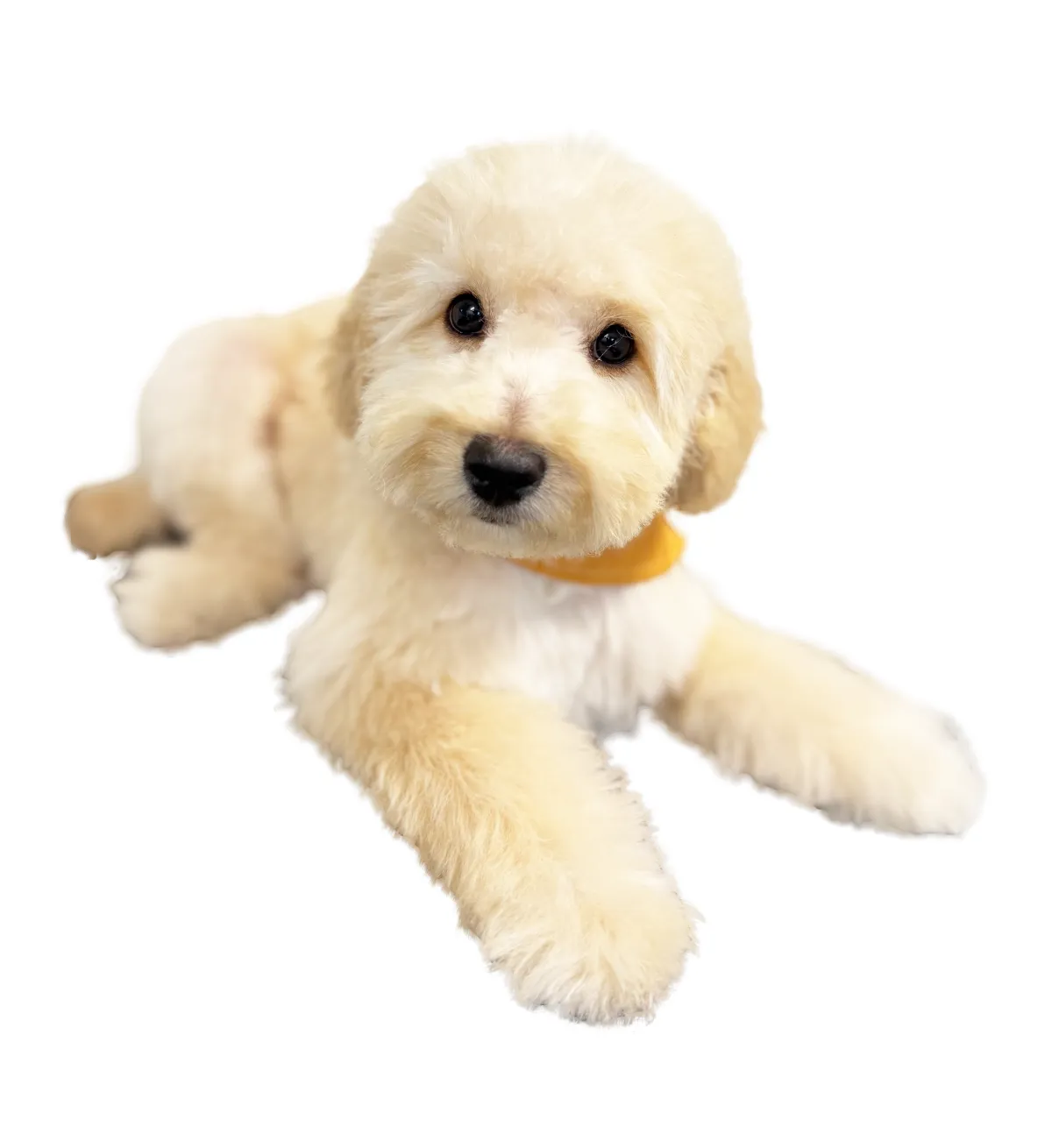 Pooch Wagon Mobile Dog Grooming